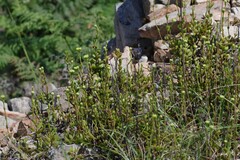 Crassula latibracteata