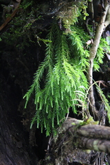 Phlegmariurus