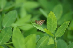 Vehilius stictomenes