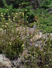 Crassula latibracteata