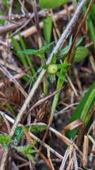 Lysimachia japonica