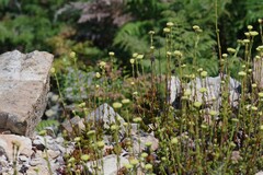 Crassula latibracteata