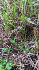 Lysimachia japonica