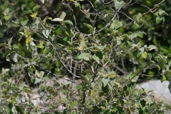 Buddleja dysophylla