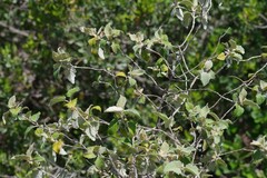 Buddleja dysophylla