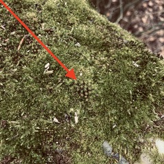 Syntrichia ruralis