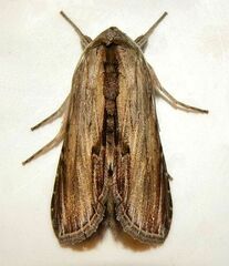 Cucullia convexipennis