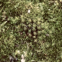 Syntrichia ruralis