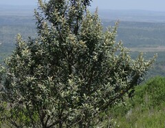 Tarchonanthus littoralis