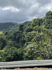 Cecropia schreberiana