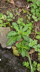Mazus fauriei