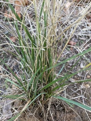 Nassella leucotricha