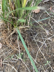 Nassella leucotricha