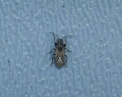 Peritrechus convivus