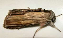 Cucullia convexipennis