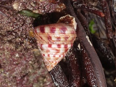 Calliostoma zizyphinum