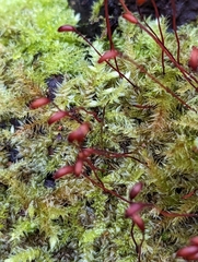 Brachythecium rutabulum