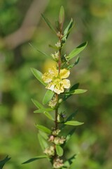 Heimia salicifolia