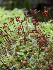 Brachythecium rutabulum