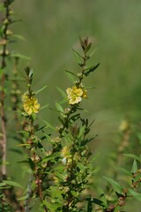 Heimia salicifolia
