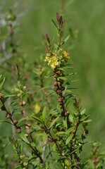 Heimia salicifolia