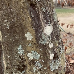 Flavoparmelia soredians