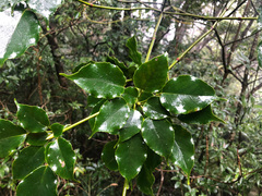 Trochodendron aralioides