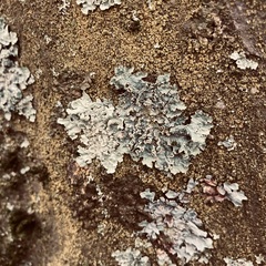 Flavoparmelia soredians