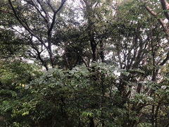 Trochodendron aralioides