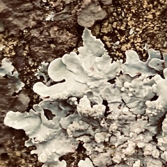 Flavoparmelia soredians