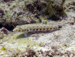 Parapercis millepunctata