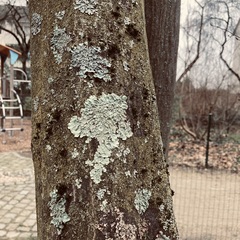 Flavoparmelia soredians