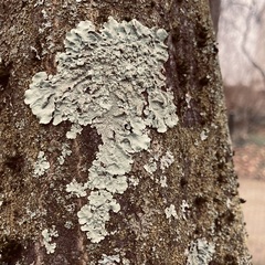Flavoparmelia soredians