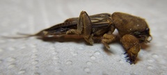 Gryllotalpidae