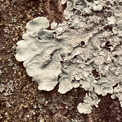 Flavoparmelia soredians