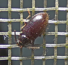 Anaedus