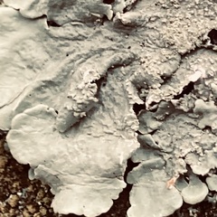 Flavoparmelia soredians
