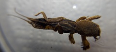 Gryllotalpidae