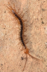 Lithobius