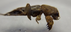 Gryllotalpidae
