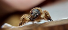 Gryllotalpidae