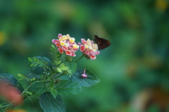 Miltomiges cinnamomea