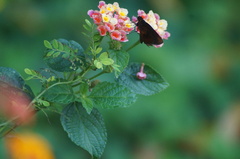 Miltomiges cinnamomea