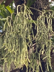 Rhipsalis paradoxa