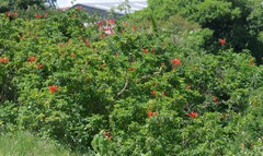 Tecomaria capensis