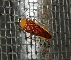 Pseudophyllodromiinae