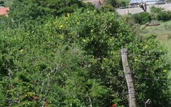 Osteospermum moniliferum