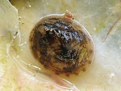 Testudinalia testudinalis