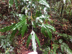 Dendropanax dentiger