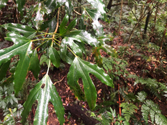 Dendropanax dentiger